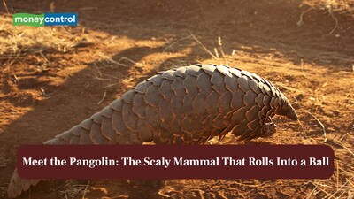 Meet the Pangolin: The scaly mammal that rolls into a ball
