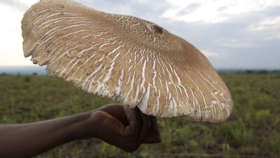 Ichikolowa: The World’s largest edible mushroom that can grow bigger than you imagine