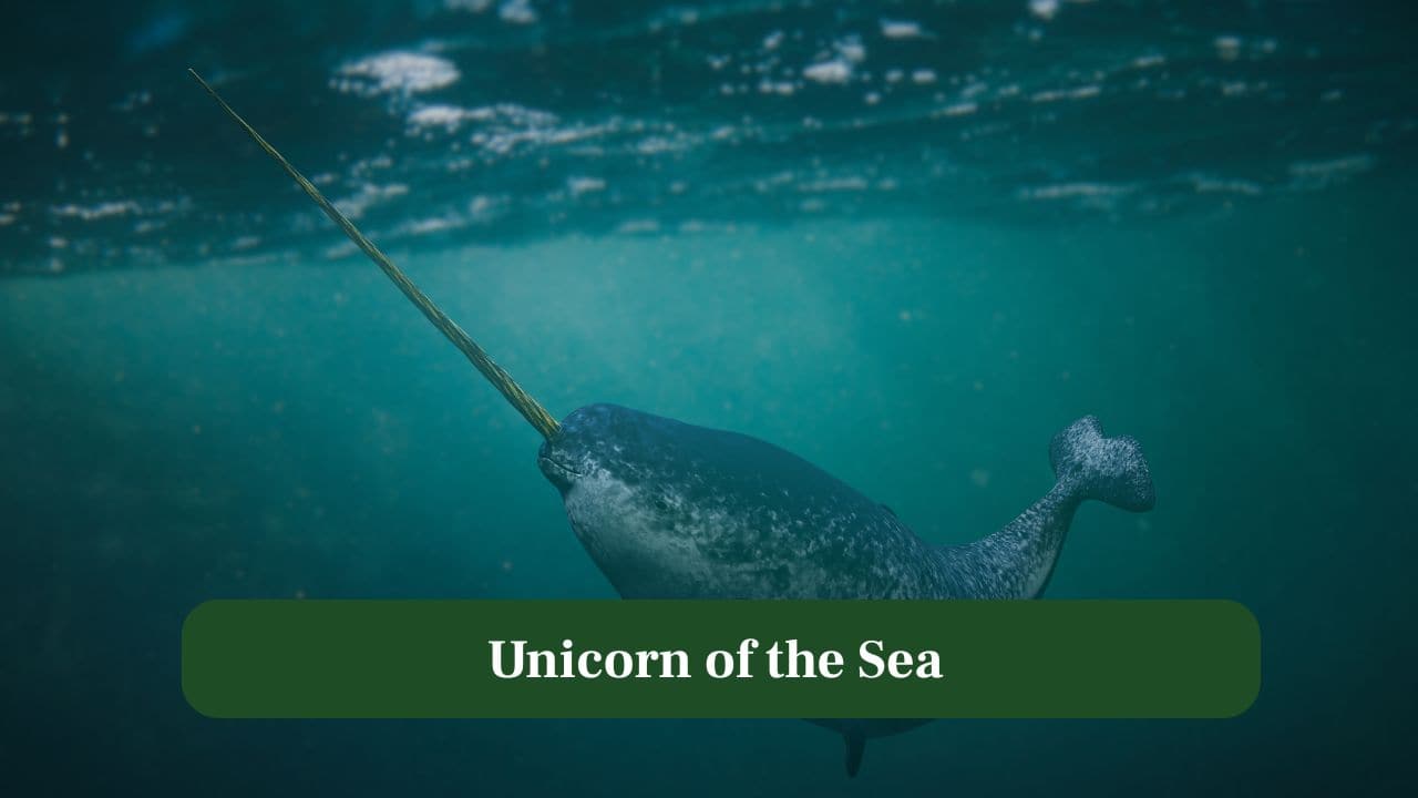 Why Narwhals are called the "unicorns of the sea"? Why Narwhals are called the "unicorns of the sea"?