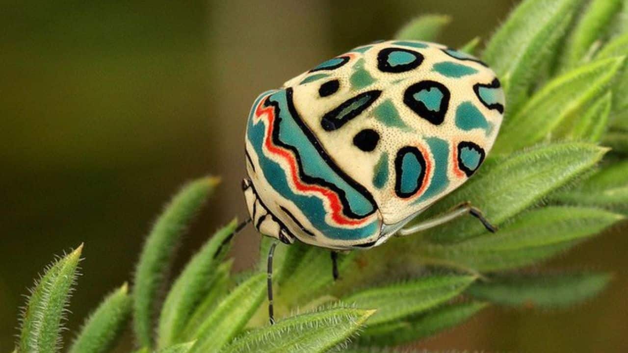 Meet the Picasso bug of Africa that looks like a living art