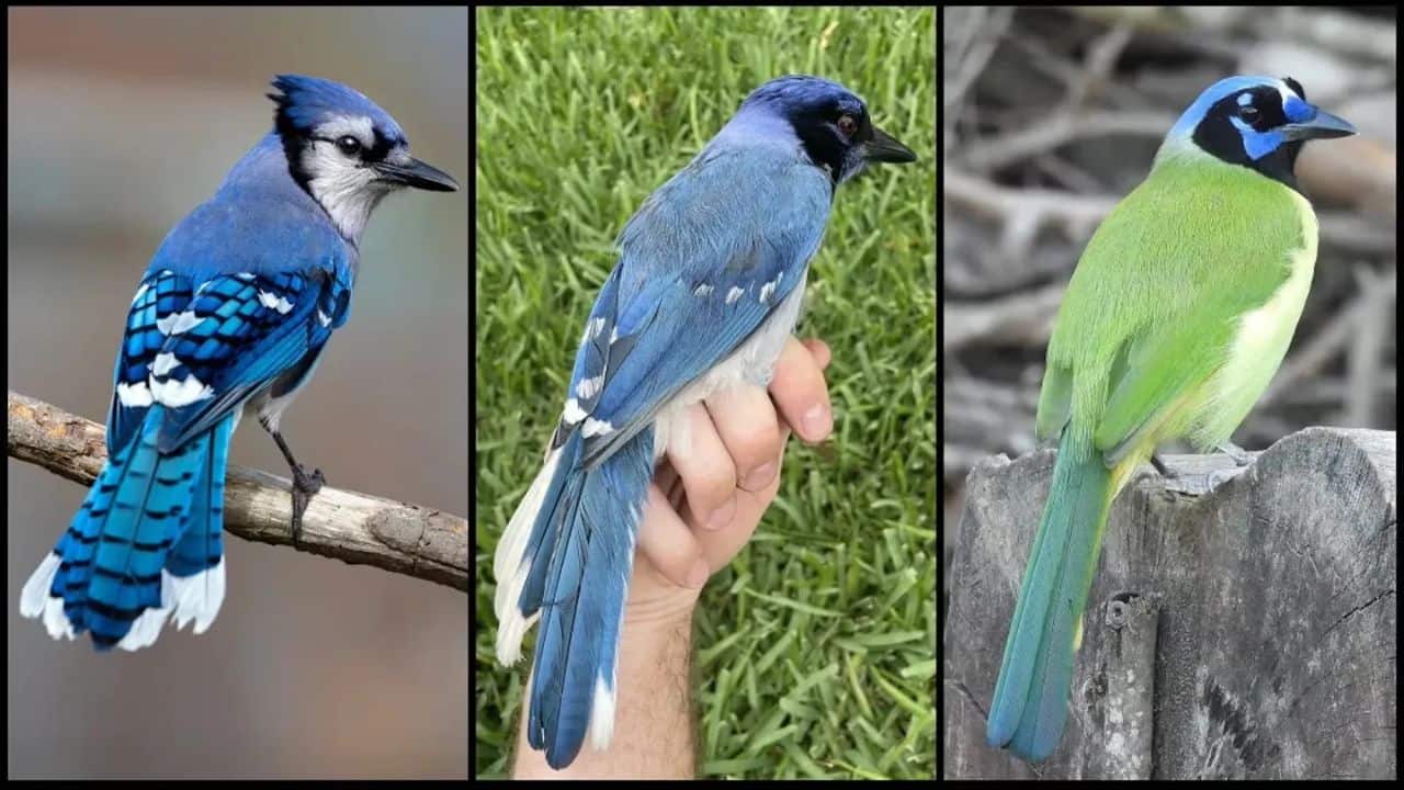 Blue-and-green hybrid jay discovered in Texas after 7 million years apart