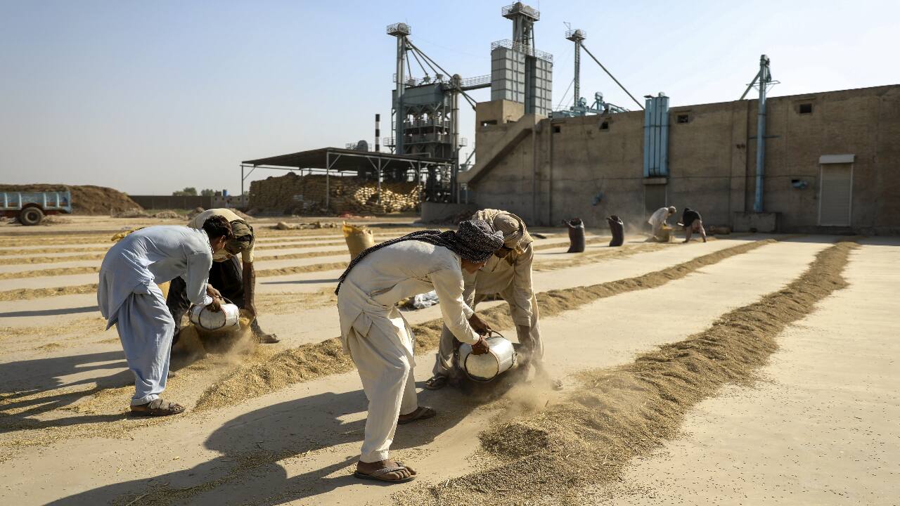 Pakistan’s Punjab sees rice loss as floods damage crops