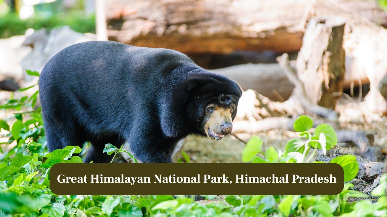 10 Places in India Where You Can Spot the Himalayan Bear 10 Places in India Where You Can Spot the Himalayan Bear