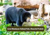 10 Places in India Where You Can Spot the Himalayan Bear