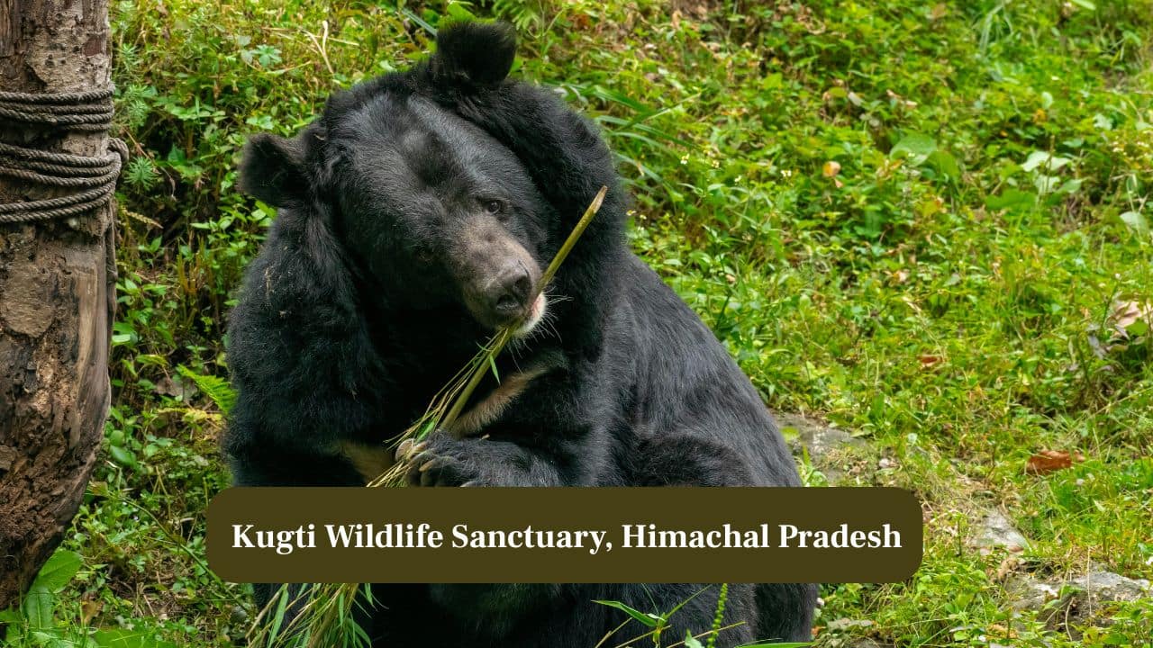 3. Kugti Wildlife Sanctuary, Himachal Pradesh: Remote and scenic, Kugti provides a safe haven for bears and other Himalayan wildlife species. (Image: Canva)