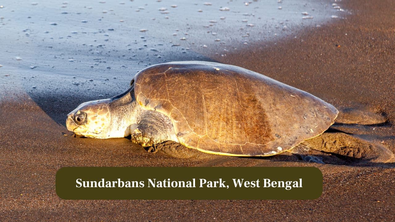 5. Sundarbans National Park, West Bengal: Mangrove channels support olive ridley and riverine turtles, coexisting with estuarine crocodiles and fish species. (Image: Canva)
