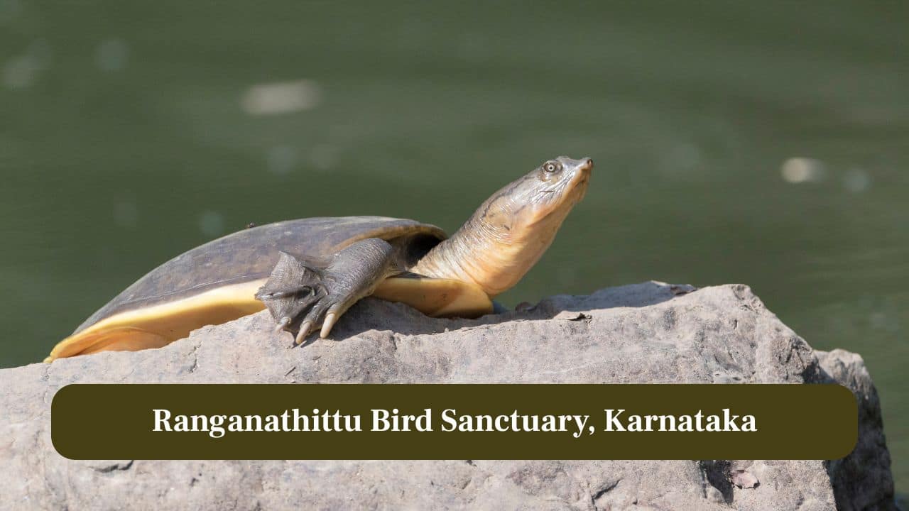 6. Ranganathittu Bird Sanctuary, Karnataka: Wetlands provide safe nesting grounds for freshwater turtles alongside migratory birds in quiet riverbanks. (Image: Canva)