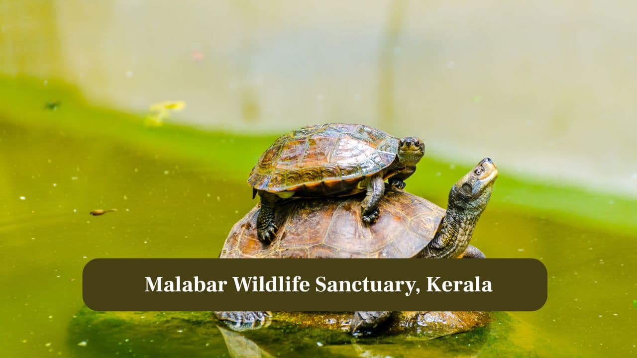 7. Periyar Wildlife Sanctuary, Kerala: Turtles inhabit rivers and lakes, including the Indian flapshell turtle, alongside endemic freshwater fish. (Image: Canva)