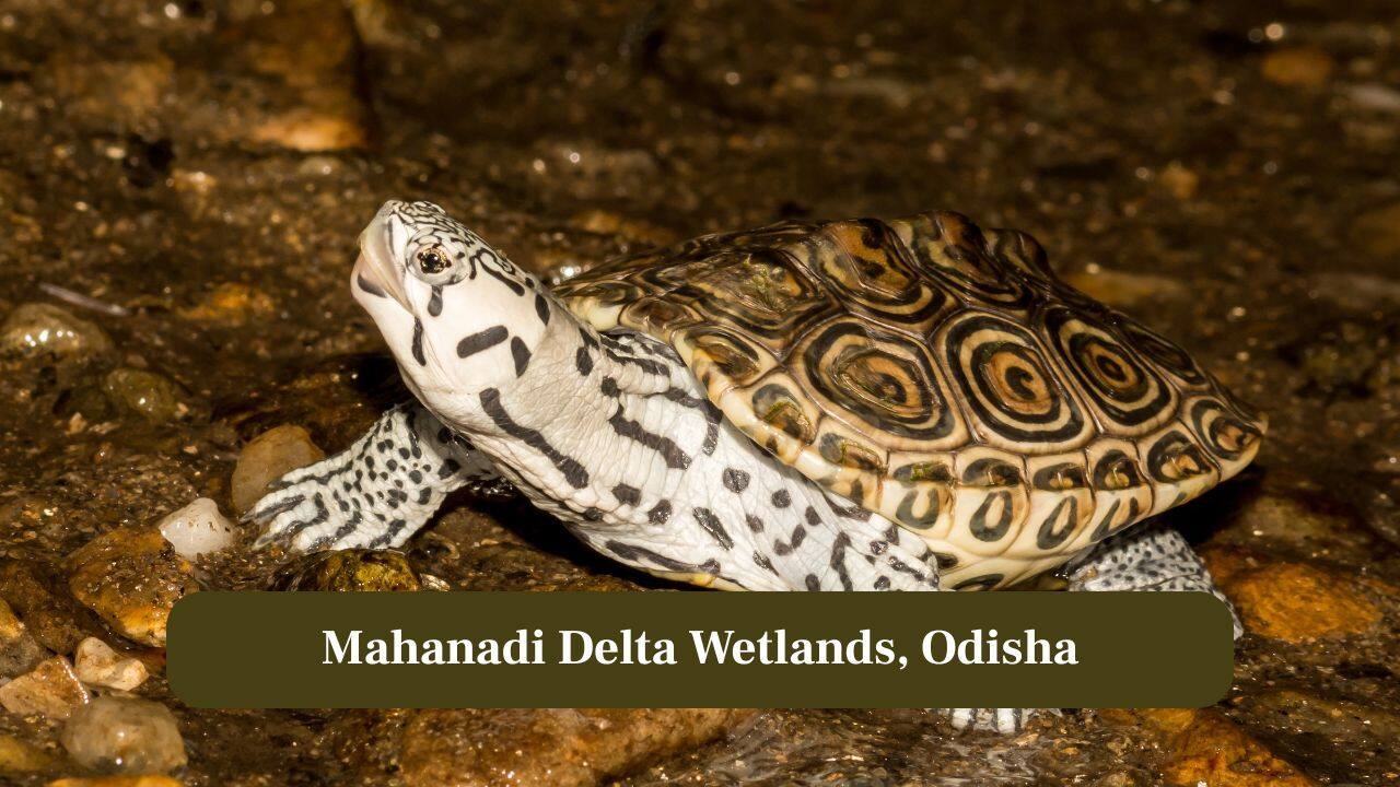 8. Malabar Wildlife Sanctuary, Kerala: Western Ghats streams host freshwater turtles and rare amphibians, hidden amid lush forest cover. (Image: Canva)