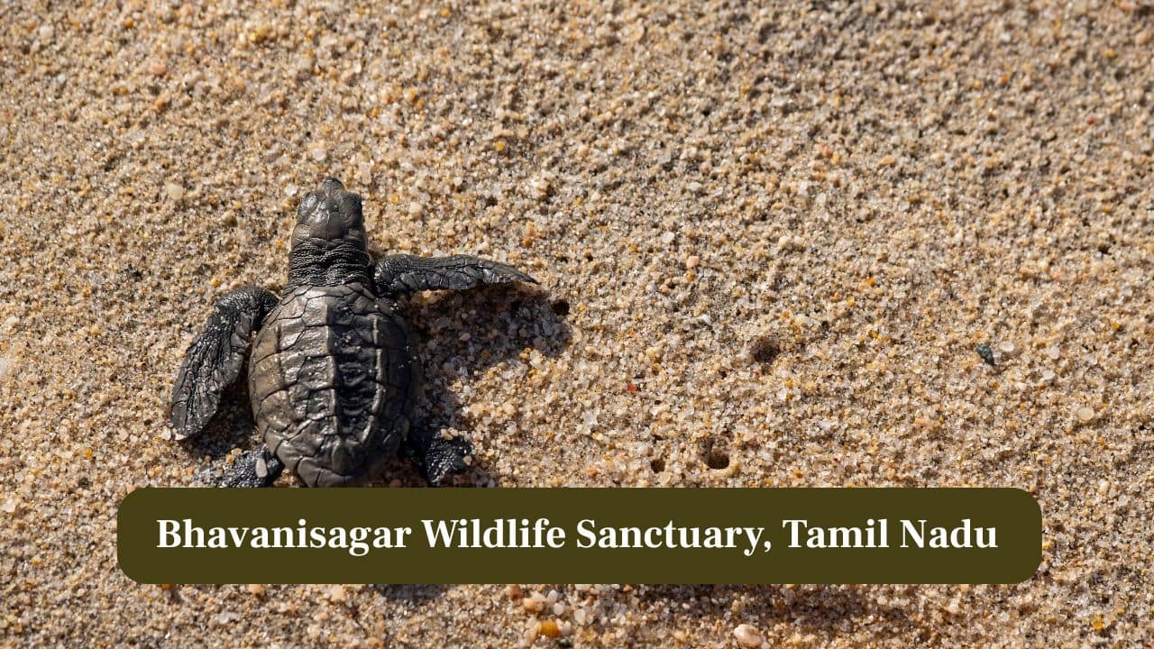 10. Bhavanisagar Wildlife Sanctuary, Tamil Nadu: Reservoir and river ecosystems support freshwater turtle species and diverse aquatic wildlife. (Image: Canva)