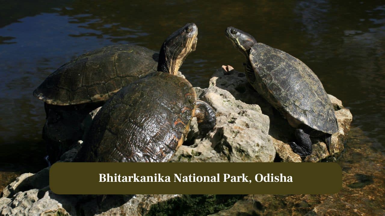 10 lesser-know wildlife parks in India to find rare turtle species 10 lesser-know wildlife parks in India to find rare turtle species