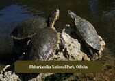 10 lesser-know wildlife parks in India to find rare turtle species