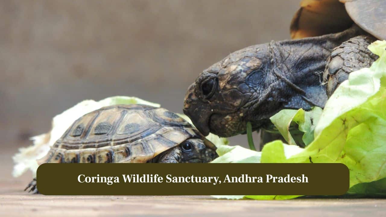 2. Coringa Wildlife Sanctuary, Andhra Pradesh: Mangrove-lined estuaries house rare olive ridley and freshwater turtles in tranquil waters. (Image: Canva)