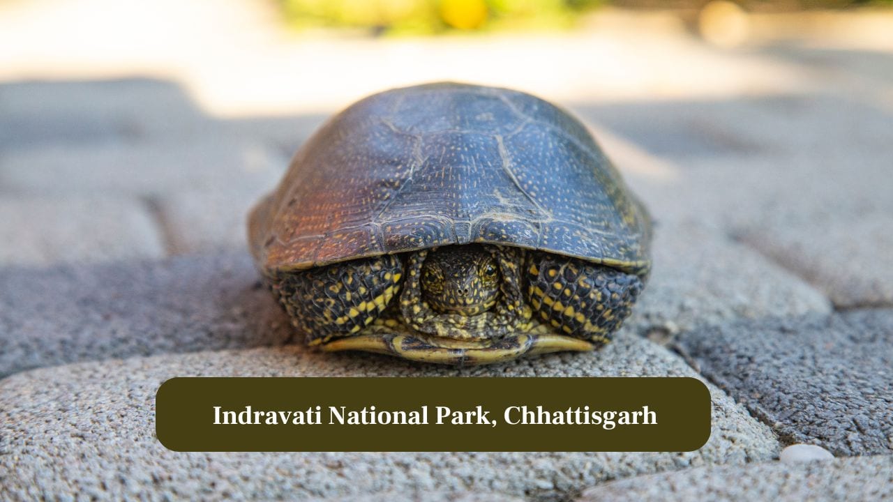 3. Indravati National Park, Chhattisgarh: Home to freshwater turtles and crocodiles, the park features rivers and dense forest ecosystems. (Image: Canva)