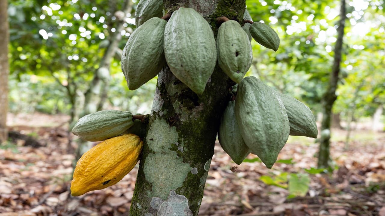 Cocoa’s historic crunch is easing further as harvests pick up