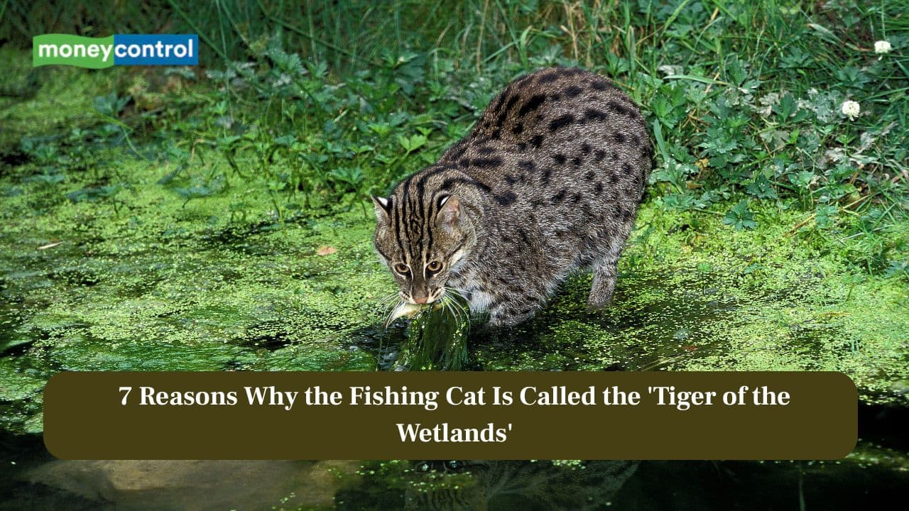 7 reasons why the fishing cat is called the ‘Tiger of the Wetlands'