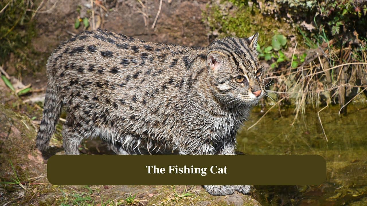 7 reasons why the fishing cat is called the ‘Tiger of the Wetlands' 7 reasons why the fishing cat is called the ‘Tiger of the Wetlands'