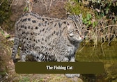 7 reasons why the fishing cat is called the ‘Tiger of the Wetlands'