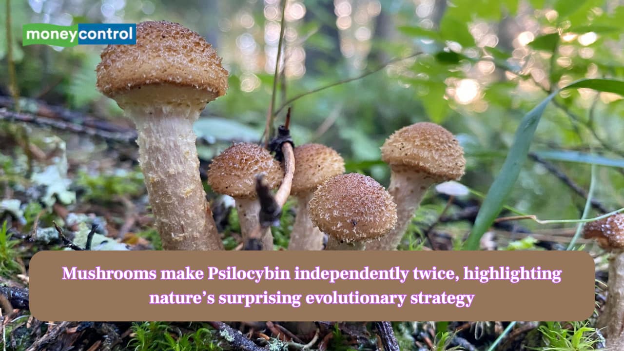Mushrooms make Psilocybin independently twice, highlighting nature’s surprising evolutionary strategy