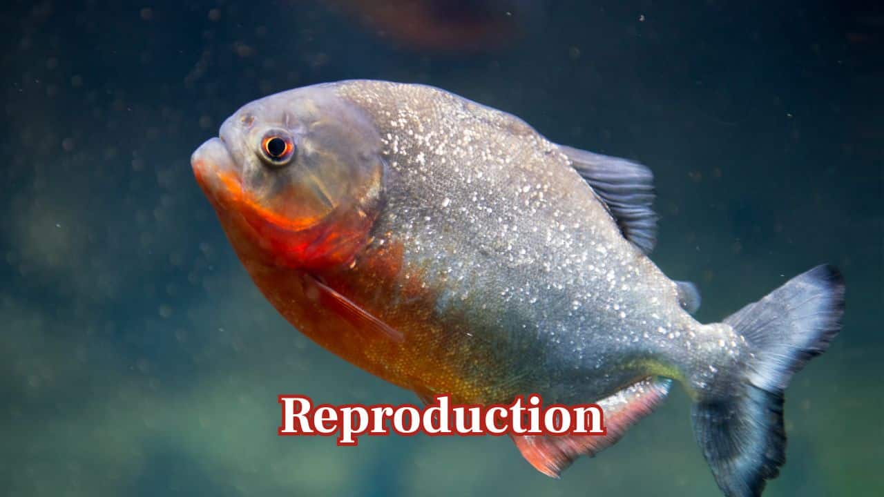 Reproduction: Piranhas lay eggs in shallow water. They are fiercely protective of their nest, thus helping the next generation of these aggressive fish survive. (Image: Canva)