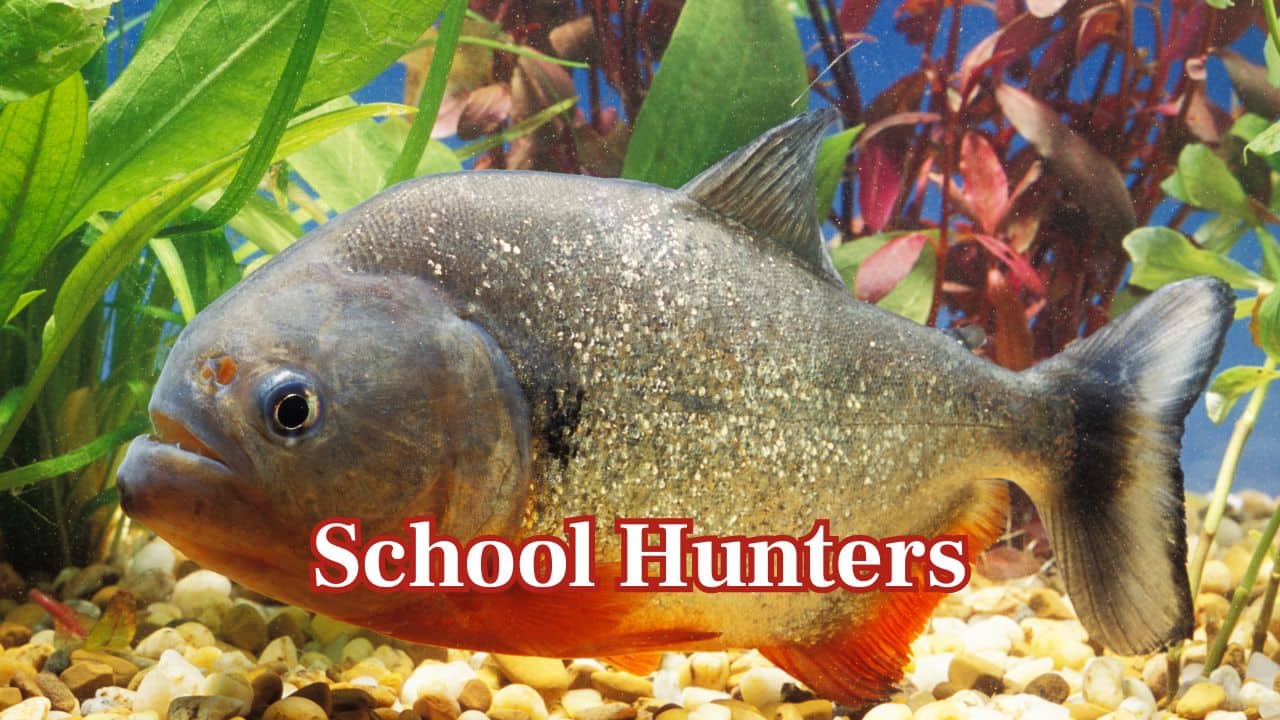 School Hunters: Piranhas tend to hunt in schools. This is their coordinated group approach that makes them more efficient, thus able to take down larger prey with confidence. (Image: Canva)