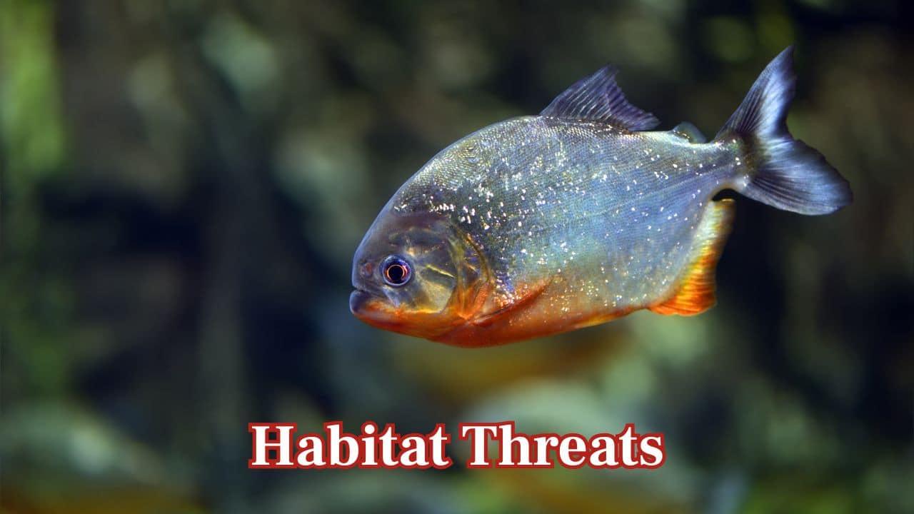 Habitat Threats: Rivers and swamps are their habitats. They are threatened by pollution, habitat loss, and man's activities in some areas. (Image: Canva)