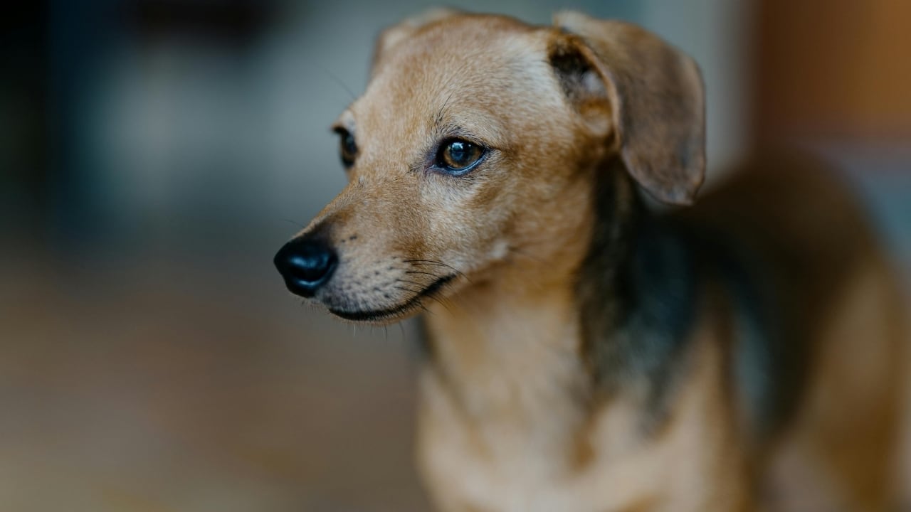 Lemon, chilli or magic oils cannot keep you safe after dog bite, warns infectious diseases expert