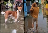‘Here for Doggesh gang’: Kolkata residents rescue street dogs from flood, take them home