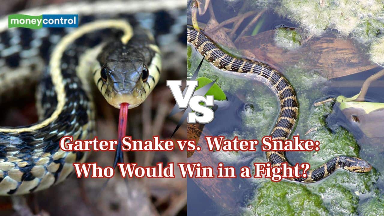 Garter Snake vs. Water Snake: Who would win in a fight?