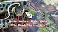 Garter Snake vs. Water Snake: Who would win in a fight?