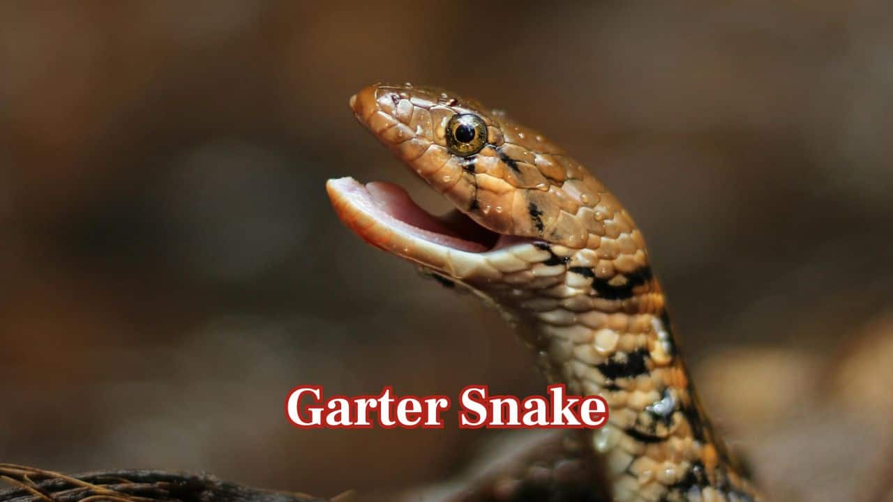 Garter Snake Intro: Fast, small, and versatile, the garter snake survives well in grasslands, forests, and around water, generally using speed to evade its enemies. (Image: Canva) Garter Snake Intro: Fast, small, and versatile, the garter snake survives well in grasslands, forests, and around water, generally using speed to evade its enemies. (Image: Canva)