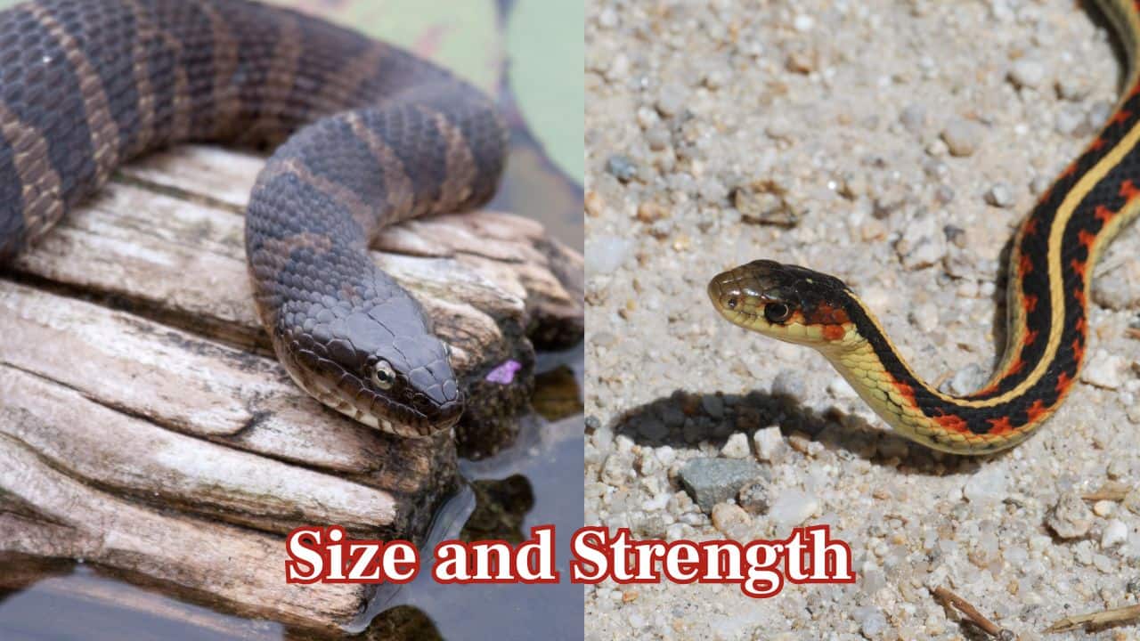 Size and Strength: Water snakes tend to be larger and more powerful, granting them a competitive edge in physical combat with the slender, light garter snake. (Image: Canva) Size and Strength: Water snakes tend to be larger and more powerful, granting them a competitive edge in physical combat with the slender, light garter snake. (Image: Canva)
