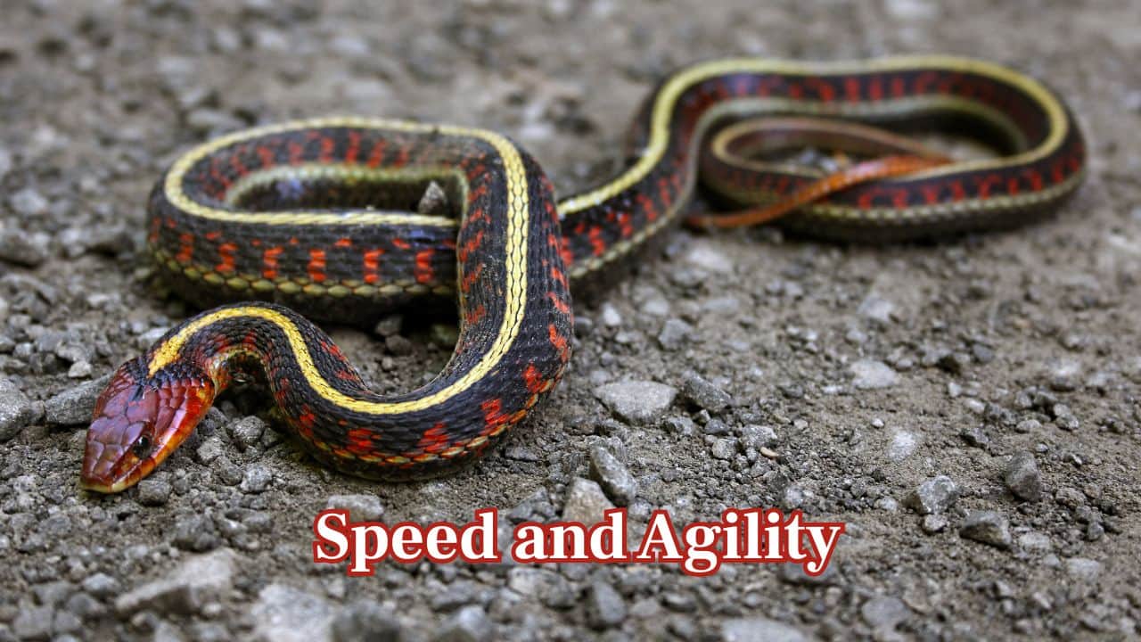 Speed and Agility: The garter snake takes the prize in speed. Its lightning-fast strikes and rapid escape routes make it difficult for slower-moving water snakes to get close. (Image: Canva) Speed and Agility: The garter snake takes the prize in speed. Its lightning-fast strikes and rapid escape routes make it difficult for slower-moving water snakes to get close. (Image: Canva)