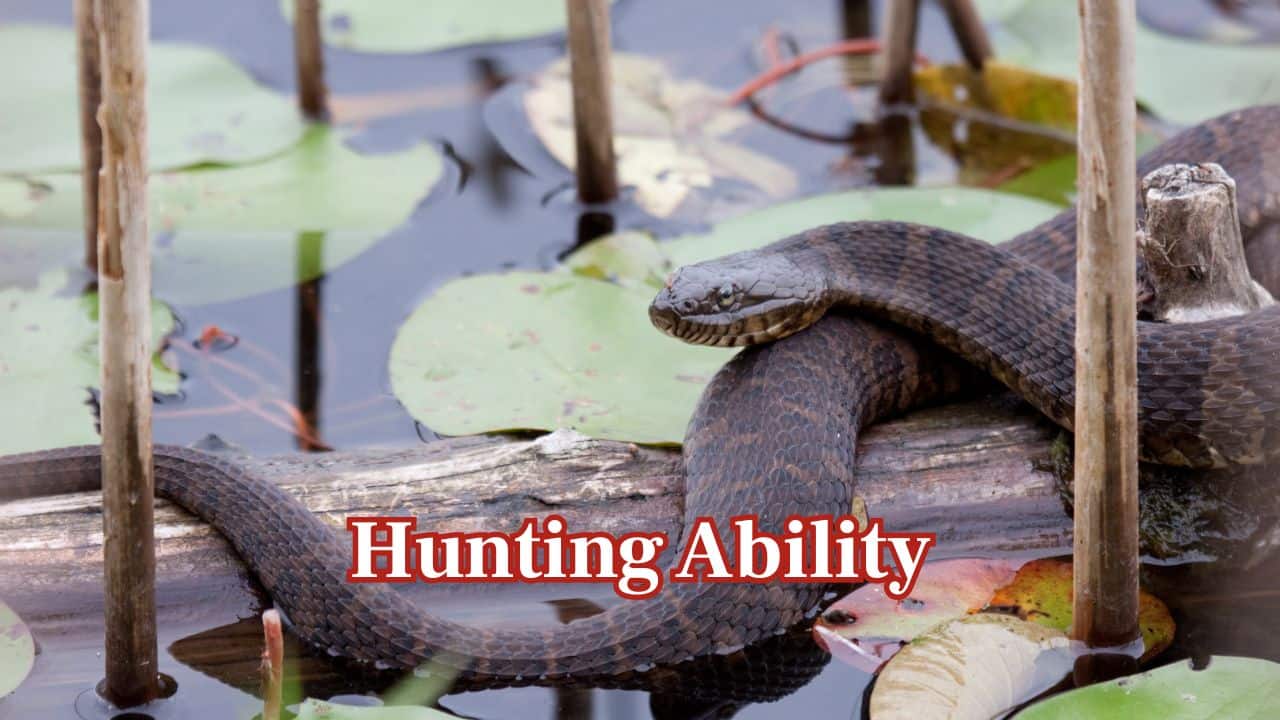 Hunting Ability: Water snakes are ambush hunters in water, but garter snakes pursue in pursuit of food on land, employing agility to obtain meals. (Image: Canva) Hunting Ability: Water snakes are ambush hunters in water, but garter snakes pursue in pursuit of food on land, employing agility to obtain meals. (Image: Canva)