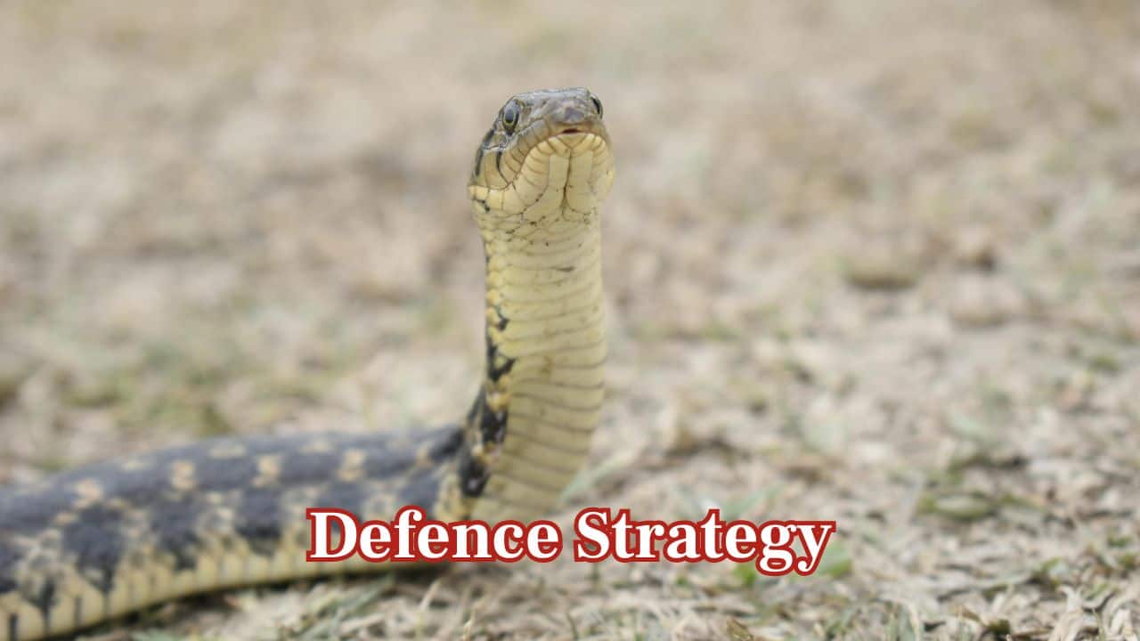 Defence Strategy: Garter snakes employ stinky musk and fast withdrawal, whereas water snakes depend on power on attack, fiercely biting when cornered. (Image: Canva) Defence Strategy: Garter snakes employ stinky musk and fast withdrawal, whereas water snakes depend on power on attack, fiercely biting when cornered. (Image: Canva)