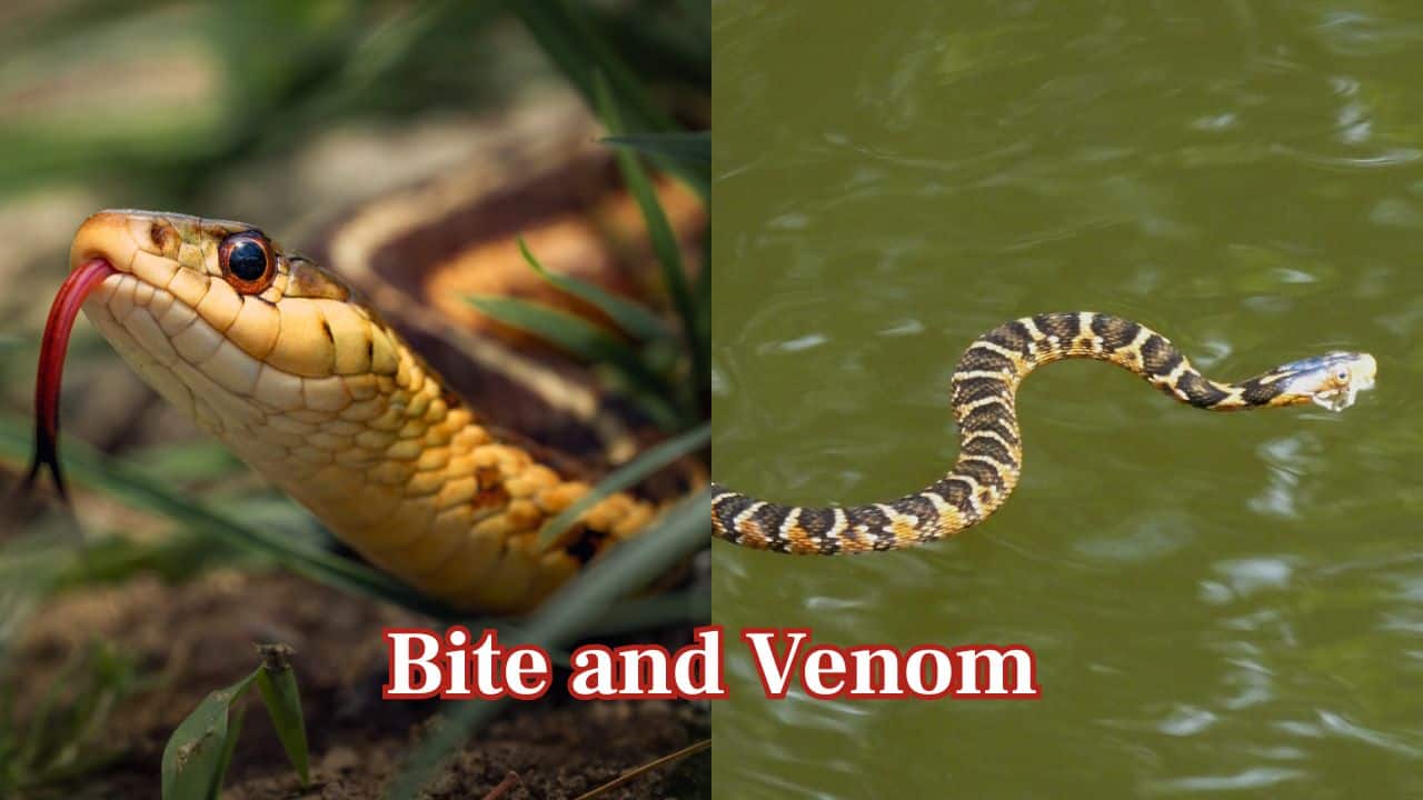 Bite and Venom: Both snakes are not venomous, but water snakes bite harder. Garter snake bites are less energetic but more common. (Image: Canva) Bite and Venom: Both snakes are not venomous, but water snakes bite harder. Garter snake bites are less energetic but more common. (Image: Canva)