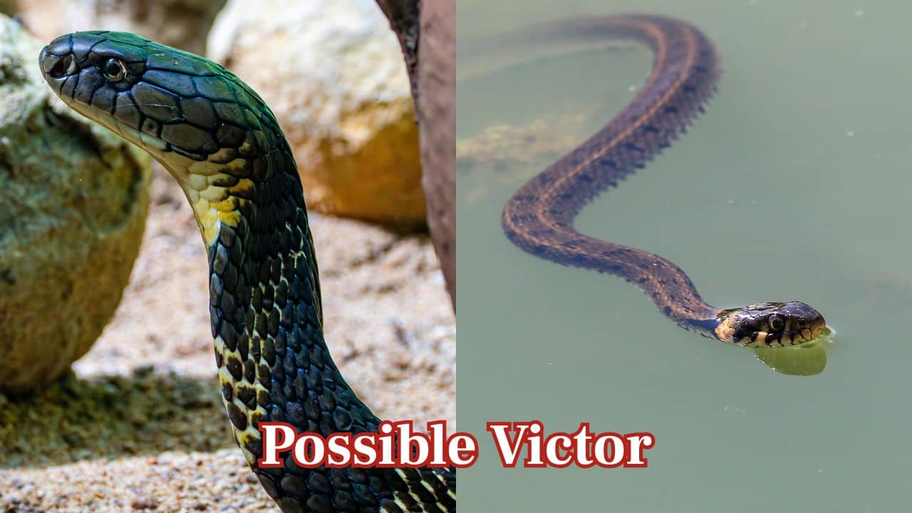 Possible Victor: In a confrontation, the water snake's size and strength typically prevail, although the garter snake may get away before real damage can be done. (Image: Canva) Possible Victor: In a confrontation, the water snake's size and strength typically prevail, although the garter snake may get away before real damage can be done. (Image: Canva)