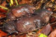 Where has the dinosaur-era purple frog been hiding? Scientists explain