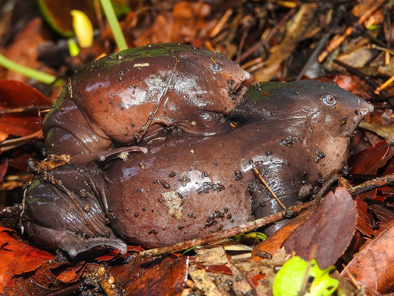 Where has the dinosaur-era purple frog been hiding? Scientists explain