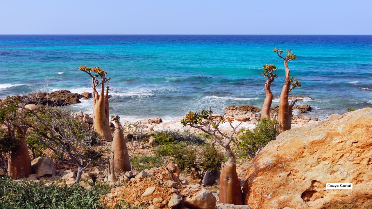 4. Socotra Island, Yemen Socotra often feels like it belongs to another world. Nicknamed the “Galápagos of the Indian Ocean,” it’s home to alien-like Dragon Blood trees, pristine white-sand beaches, and species found nowhere else on Earth. Remote and largely untouched, it’s a living museum of biodiversity and culture. What to explore: Dragon Blood tree forests, Qalansiyah Beach, Detwah Lagoon, and hidden caves echoing with folklore. 4. Socotra Island, Yemen Socotra often feels like it belongs to another world. Nicknamed the “Galápagos of the Indian Ocean,” it’s home to alien-like Dragon Blood trees, pristine white-sand beaches, and species found nowhere else on Earth. Remote and largely untouched, it’s a living museum of biodiversity and culture. What to explore: Dragon Blood tree forests, Qalansiyah Beach, Detwah Lagoon, and hidden caves echoing with folklore.