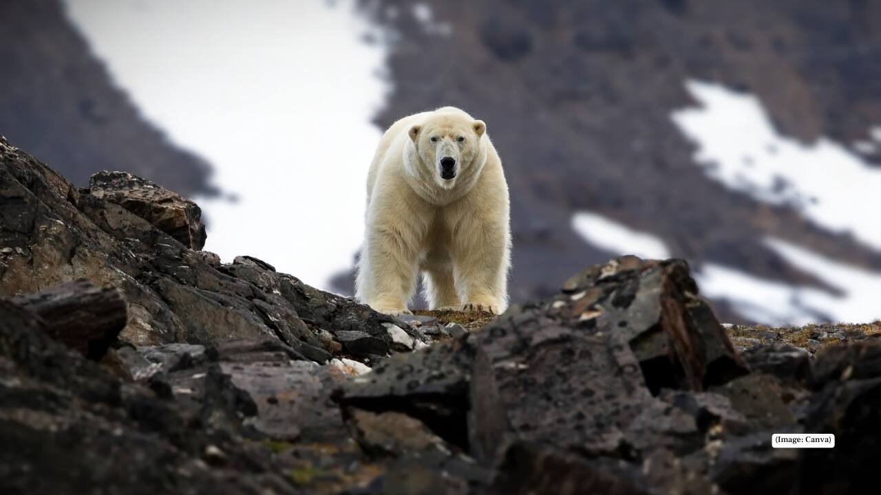 8. Svalbard, Norway Tucked deep in the Arctic Circle, Svalbard is a world of ice, auroras, and polar bears. Life here moves to the rhythm of the midnight sun in summer and endless night skies in winter. Remote and extreme, it’s a rare chance to witness Earth’s rawest edges. What to explore: Polar bear safaris, Northern Lights, glacier hikes, dog-sledding, and abandoned Arctic settlements. 8. Svalbard, Norway Tucked deep in the Arctic Circle, Svalbard is a world of ice, auroras, and polar bears. Life here moves to the rhythm of the midnight sun in summer and endless night skies in winter. Remote and extreme, it’s a rare chance to witness Earth’s rawest edges. What to explore: Polar bear safaris, Northern Lights, glacier hikes, dog-sledding, and abandoned Arctic settlements.