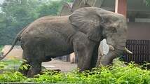 A life in isolation: Delhi zoo’s beloved elephant 'Shankar' passes away at 29