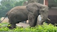A life in isolation: Delhi zoo’s beloved elephant 'Shankar' passes away at 29