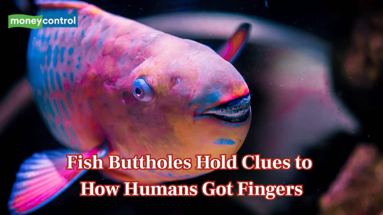 Unbelievable Discovery: Your Fingers Come From Ancient Fish Anatomy!