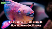 Fish buttholes may explain why humans have fingers, scientists say