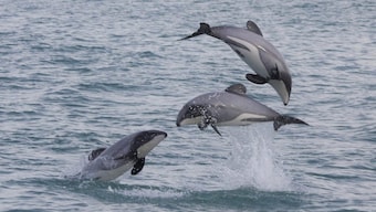 World's smallest marine dolphin's underwater acrobatics reveal some hidden activities