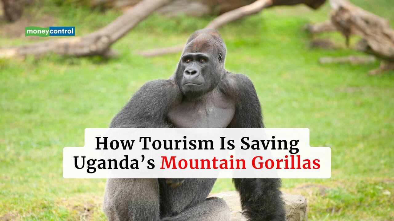 From Extinction to New Life: Here's How Tourism Is Helping Uganda’s Endangered Mountain Gorillas