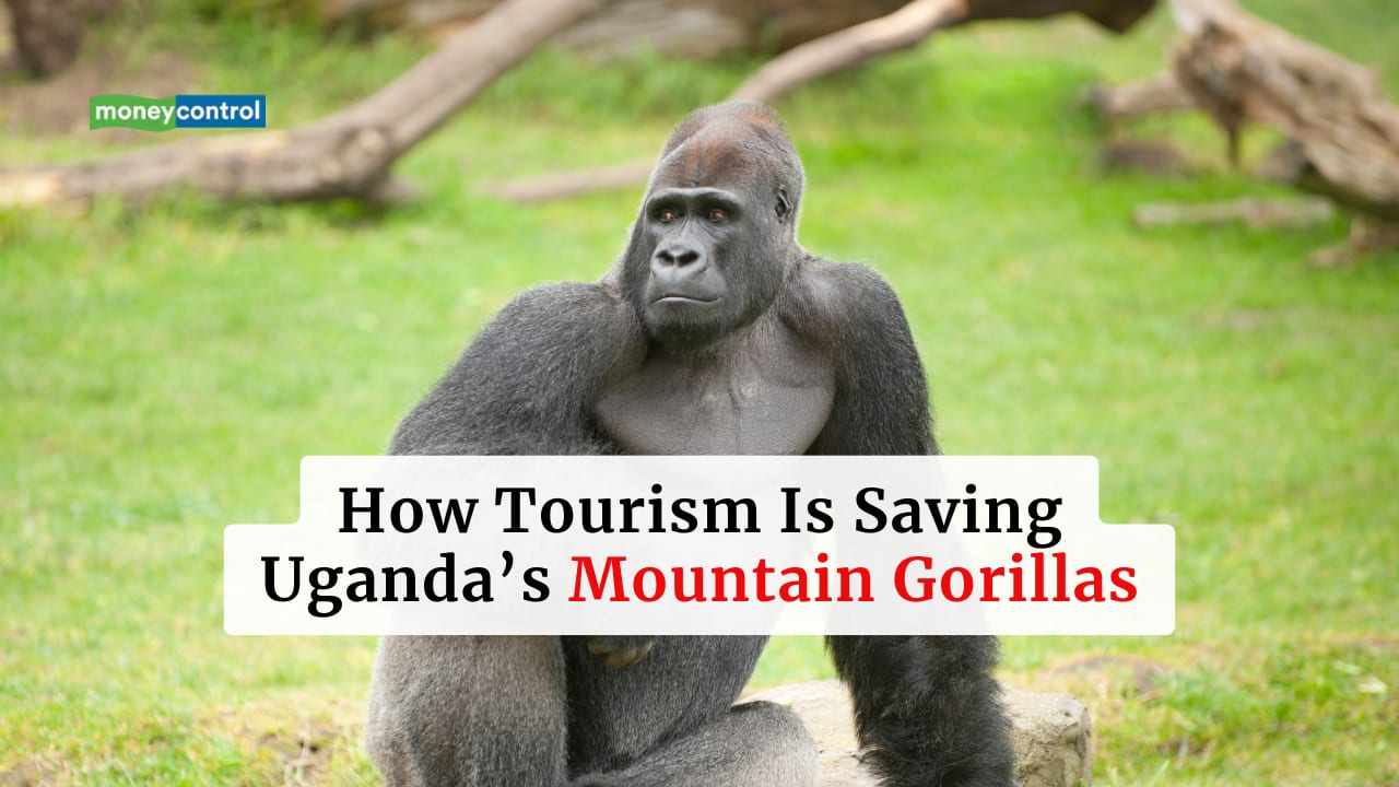 From Extinction to New Life: Here's How Tourism Is Helping Uganda’s Endangered Mountain Gorillas