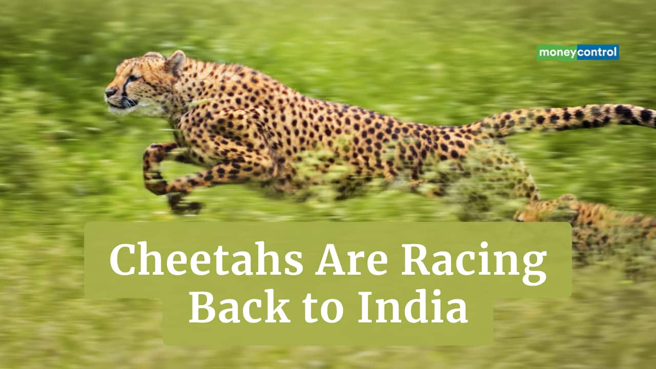 India to Bring 8–10 Cheetahs, the World’s Fastest Land Animal, Back After 70 Years