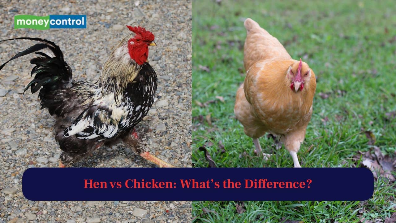 Hen vs Chicken: What’s the Difference?